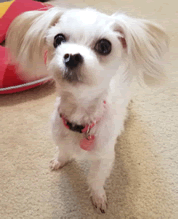 Our Maltese Our Maltese